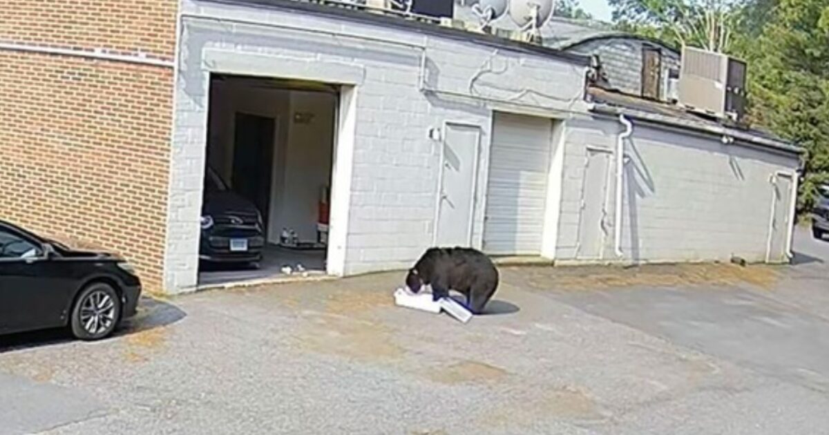 シャッタークマ対策